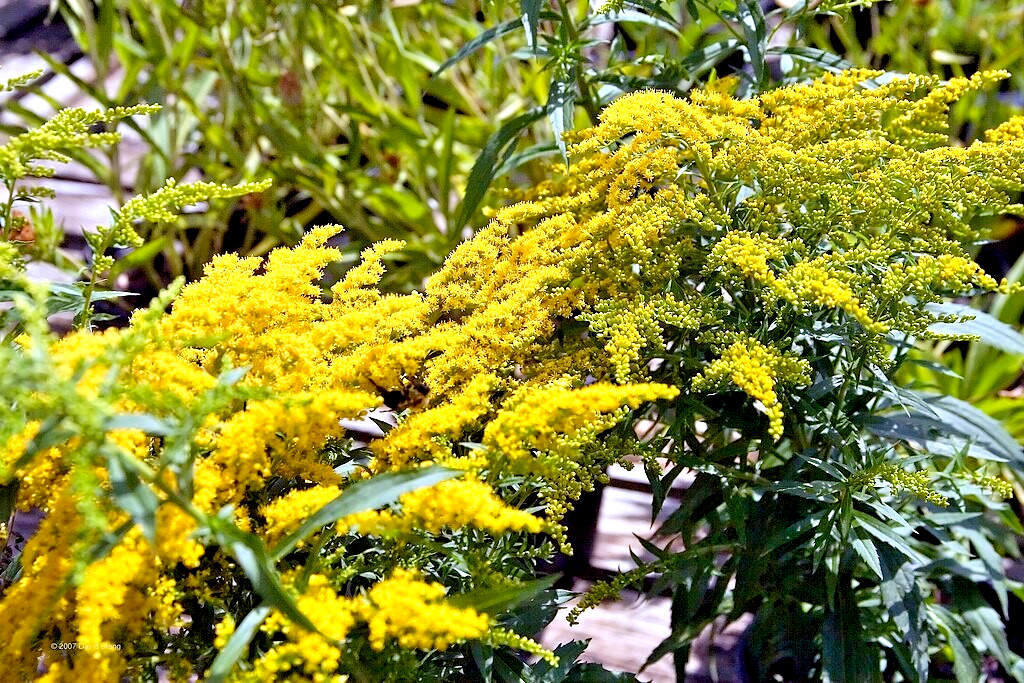 Canadian goldenrod 1000 seeds, solidago canadensis, large flowers, bulk seeds.