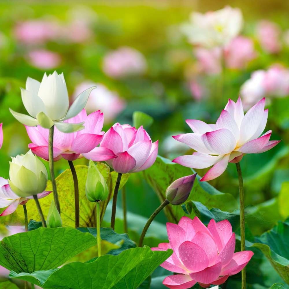 Rare Lotus Seeds for Planting – 15 Pre-Cut Bonsai Lotus Flower Seeds in Water…
