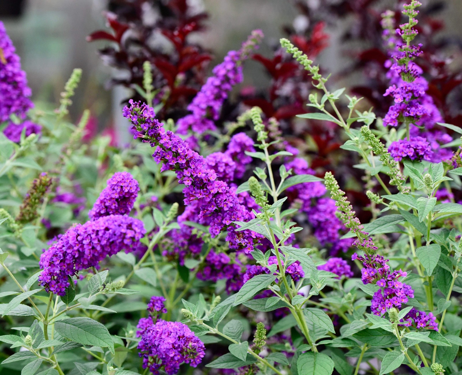 100 MIXED COLORS BUTTERFLY BUSH Buddleia Davidii Flower Seeds *Flat S/H