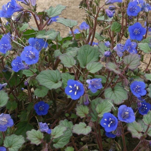 California Bluebell Seeds Desert Bluebell Phacelia Flowers Bulk 5,000 To 20,000