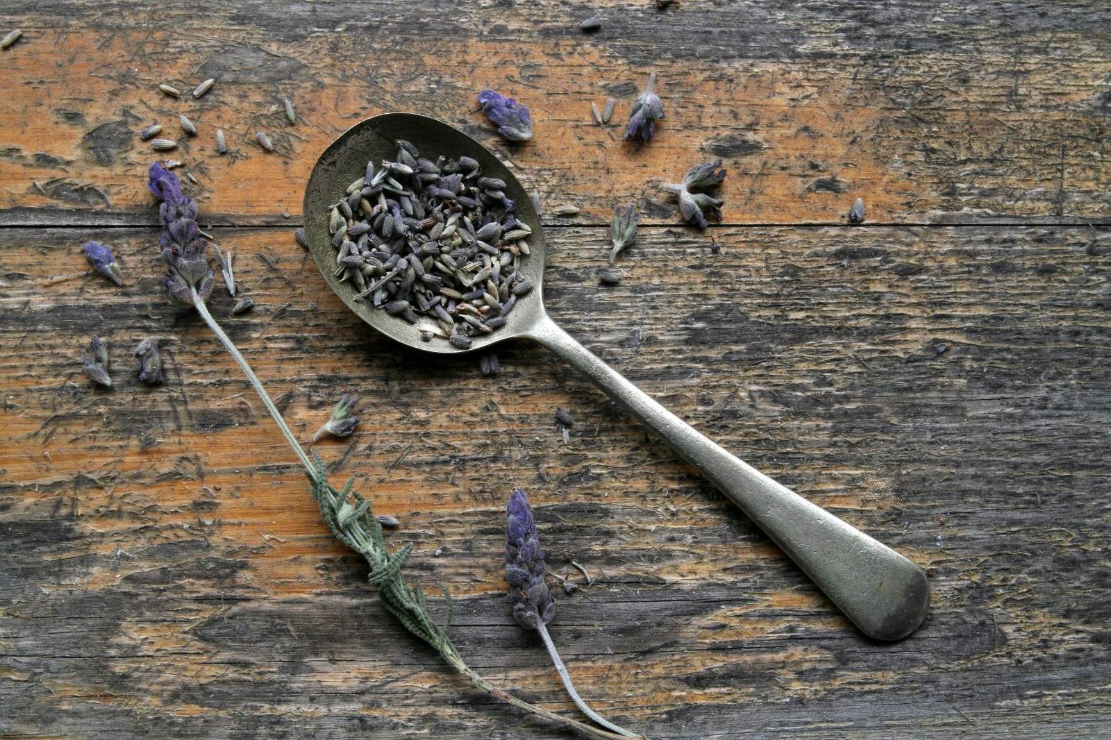 English Lavender Seeds Vera Heirloom Non-GMO Lavandula angustifolia Fragrant