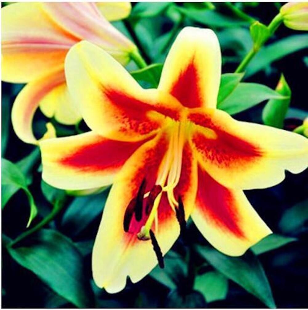 20 SEEDS for Yellow/Orange LILY RARE flower Bloom exotic garden plant USA Seller