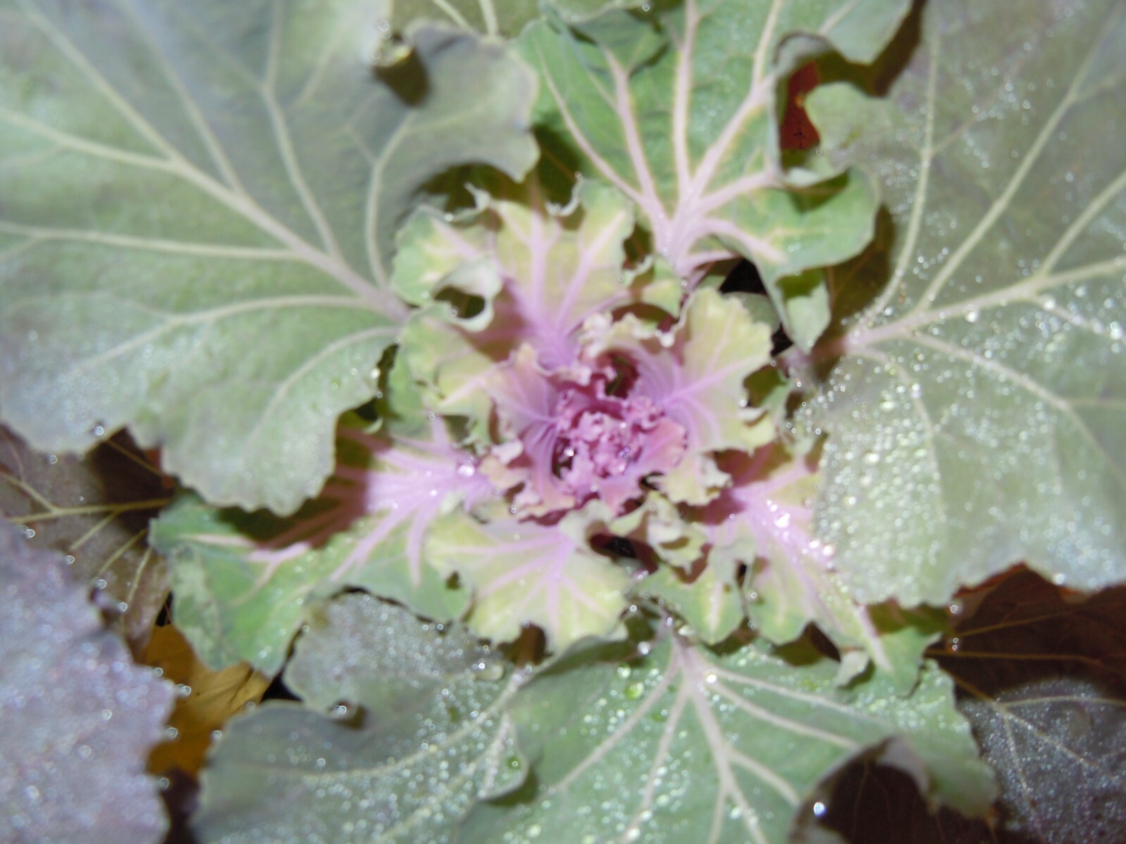 60 ORNAMENTAL KALE & CABBAGE SEEDS ORGANICALLY GROWN! BEAUTIFUL AND SAFE TO EAT!