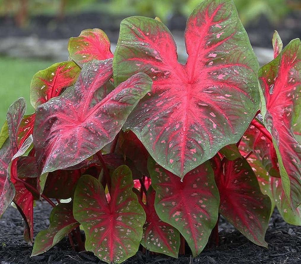 Red Flash Caladium Bulbs – Top Size Bulb – Vibrant Red and Green Foliage – Ha…