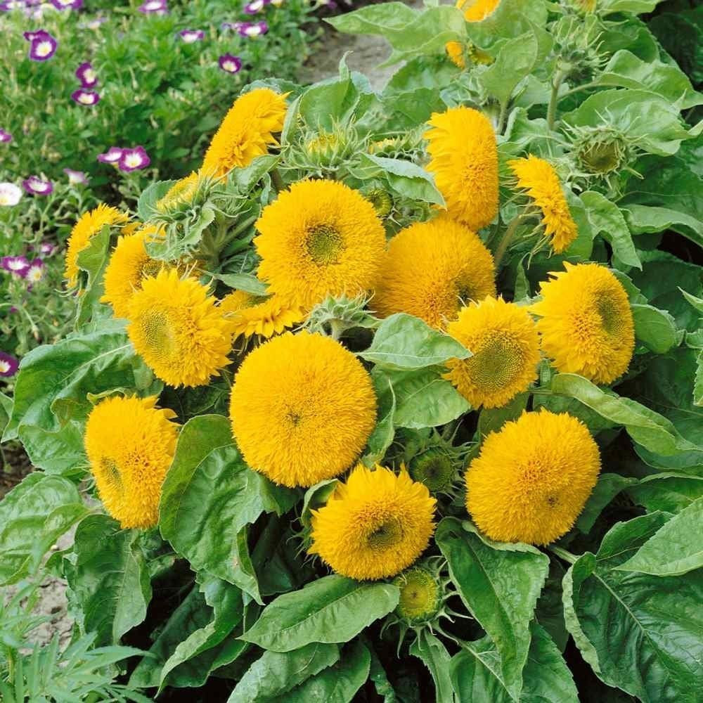 25+ DOUBLE DWARF SUNFLOWER SEEDS — DWARF TEDDY BEAR — SUNGOLD ——- FRESH