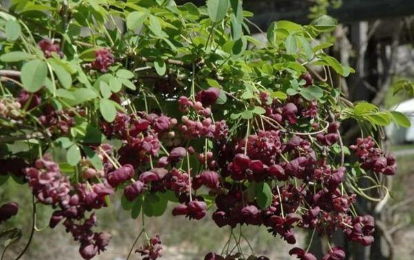 Akebia quinata | Chocolate Vine | Fiveleaf Akebia | 5 Seeds