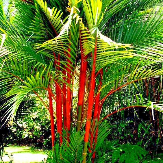 20 RED SEALING WAX “LIPSTICK” PALM TREE SEEDS (Cyrtostachys renda) House Plant