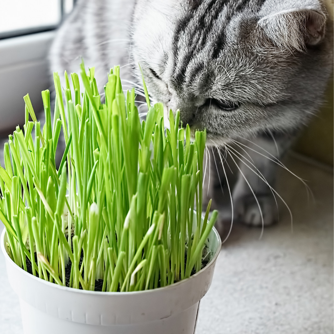 Fresh Cat Grass Seeds | Wheatgrass | Cats | Health | Heirloom Non-GMO | Pets