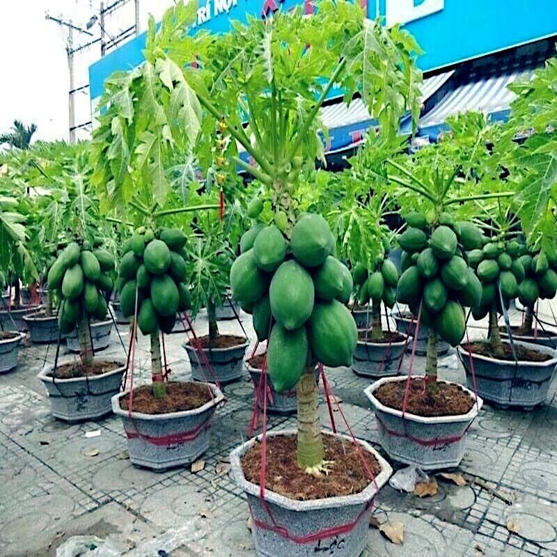 100 “DWARF SOLO WAIMANALO TREE SEEDS” (Carica Papaya) Fast Fruit Houseplant