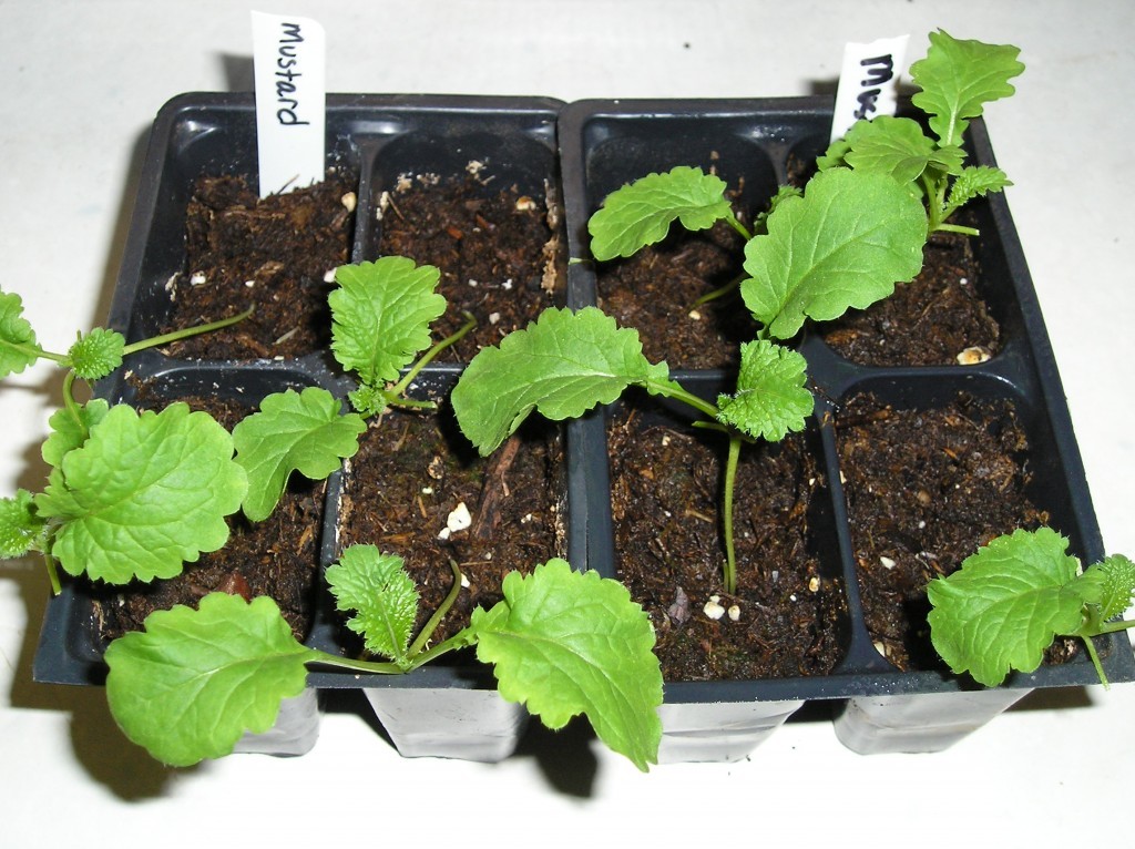 601+GIANT CURLED MUSTARD Seeds Heirloom Vegetable Garden Container Greens Easy