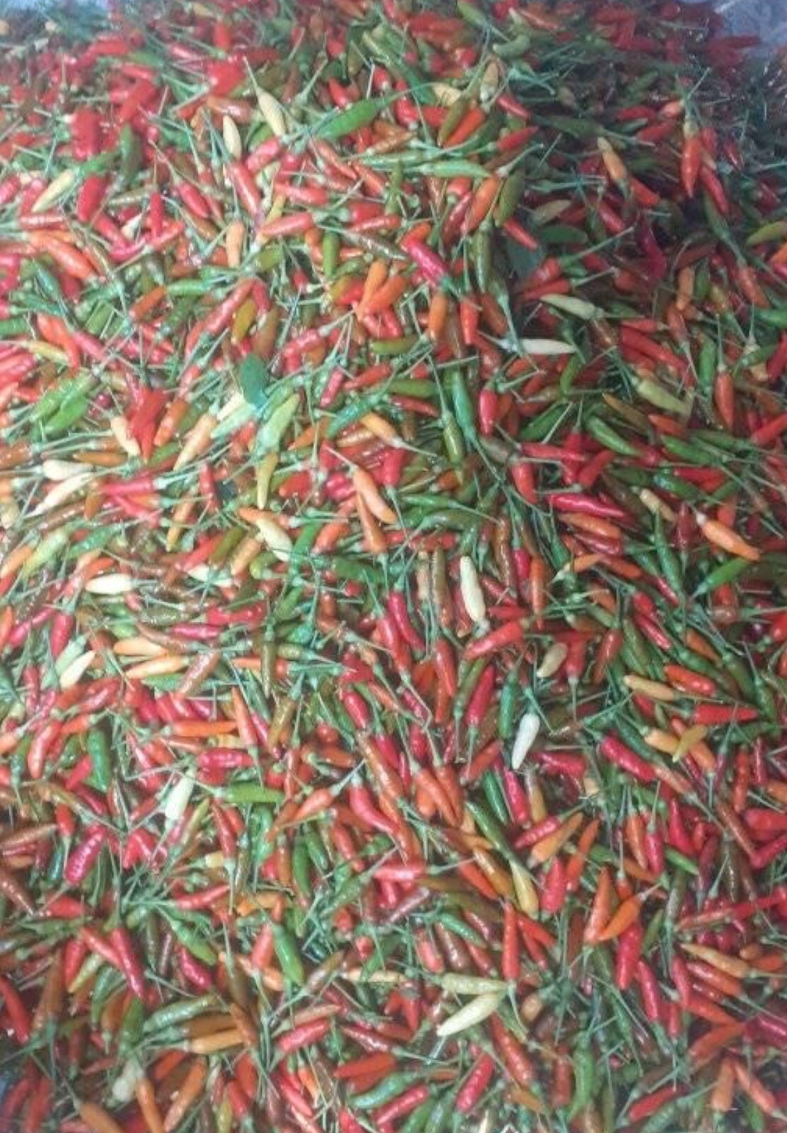 30+ SEEDS Bird’s Eye Chili Pepper SILING LABUYO NON GMO Buy2get1FREE!