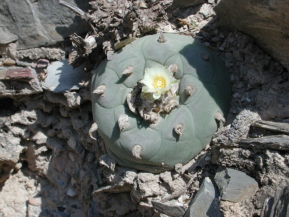 L. diffusa Cactus Seeds USA Seller