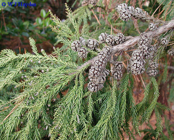 Japanese Red Cedar, Cryptomeria japonica, Tree Seeds