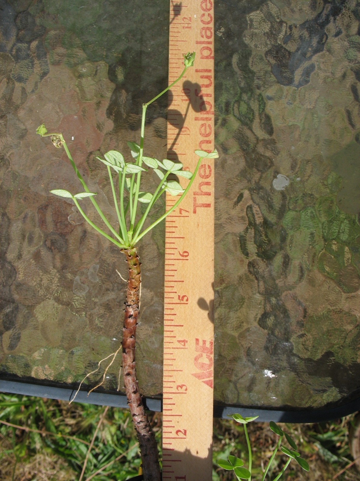 Bonsai Sorrel ~ Oxalis carnosa Caudex Caudiciform megalorrhiza 3.5″ pot #3