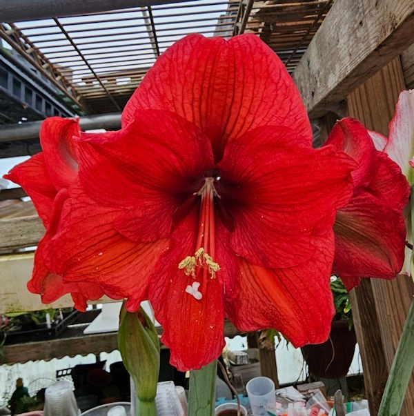 Amaryllis – Hippeastrum- Ferari Red Classic seed grown bulb 2024 Fresh Dug Ups
