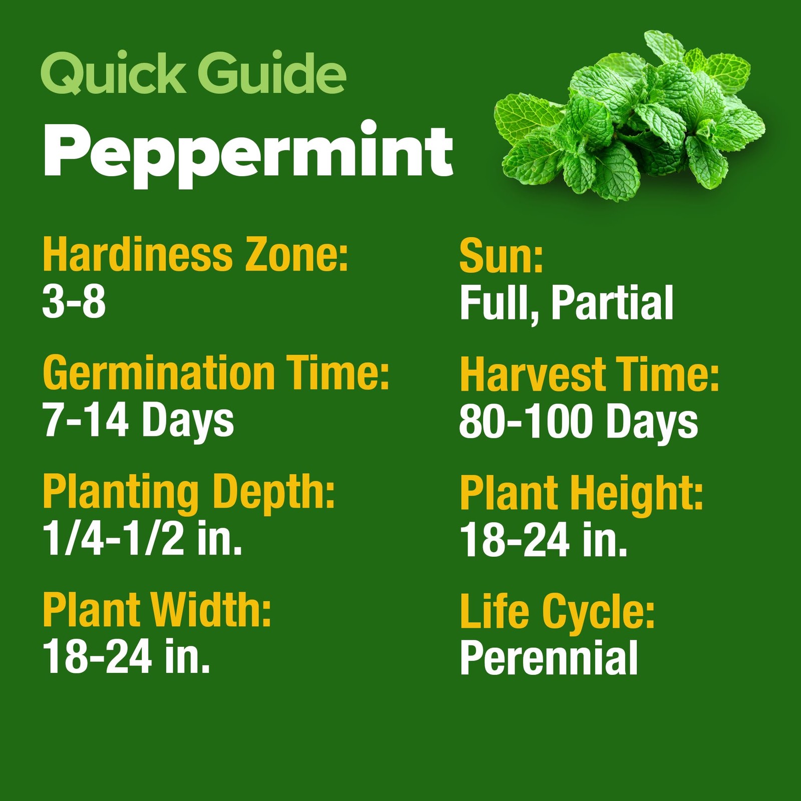 HOME GROWN Peppermint Seeds 2 Pack Mentha x piperita 4,740 Heirloom Mint Seed…