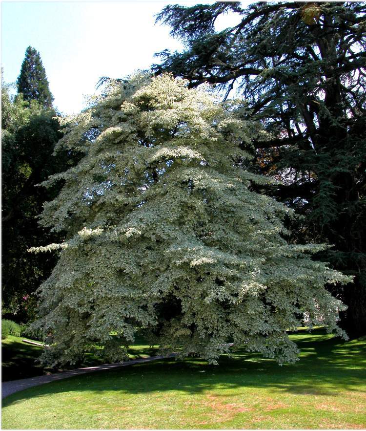 Giant Dogwood, Cornus controversa, Tree Seeds