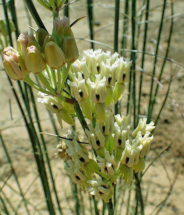 Asclepias subulata | Rush Milkweed | 10 Seeds