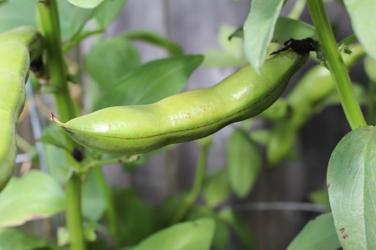 Windsor Fava Bean Seeds