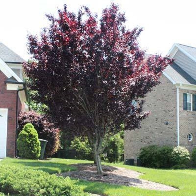 Norway Crimson King Maple Seeds Native Platanoides Fresh Tree Bonzai Award Seed