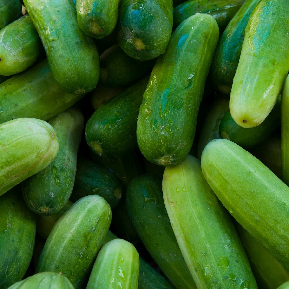 100 Marketer Cucumber Seeds – Everwilde Farms Mylar Seed Packet
