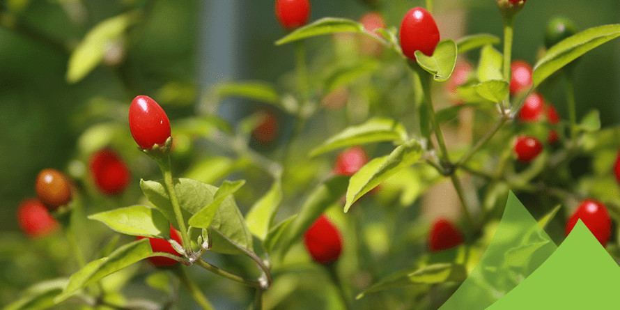 Chiltepin (Bird’s eye) Pepper Seeds – Heirlooms – 150.mg