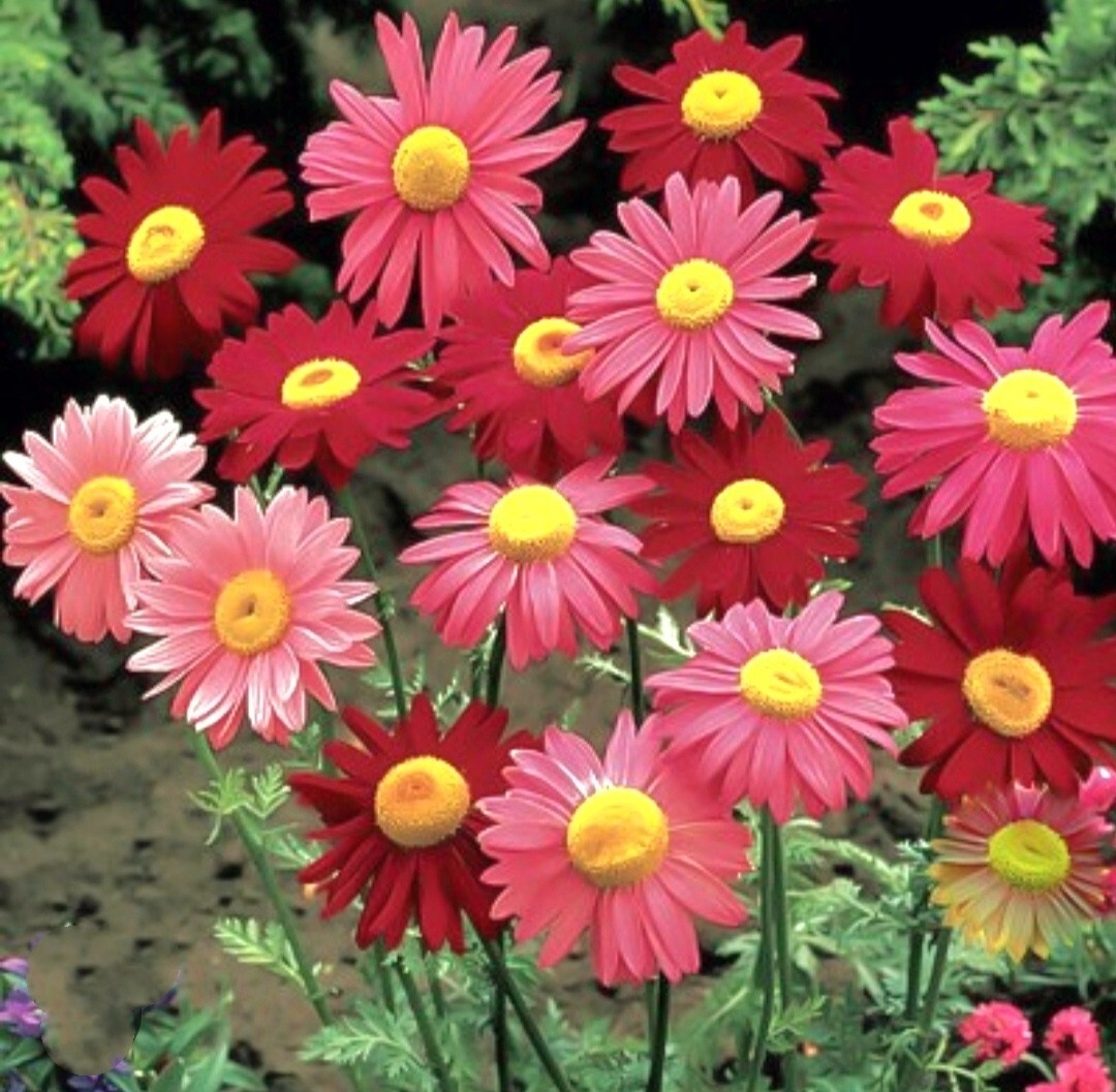 Pyrethrum SeedsTanacetum Chrysanthemum Painted Daisy Fresh Garden Seeds Heirloom