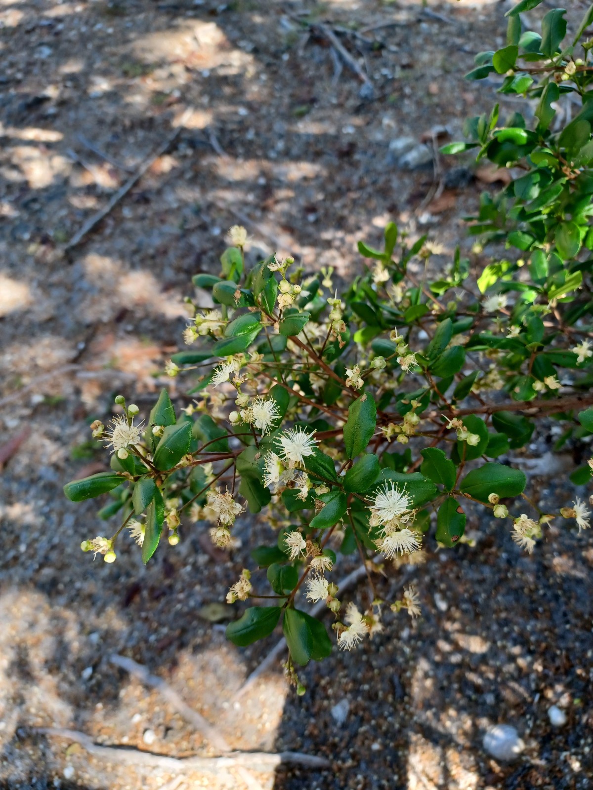 10 Simpson’s Stopper Seeds, Myrcianthes fragrans (Gathered 2024, Edible)