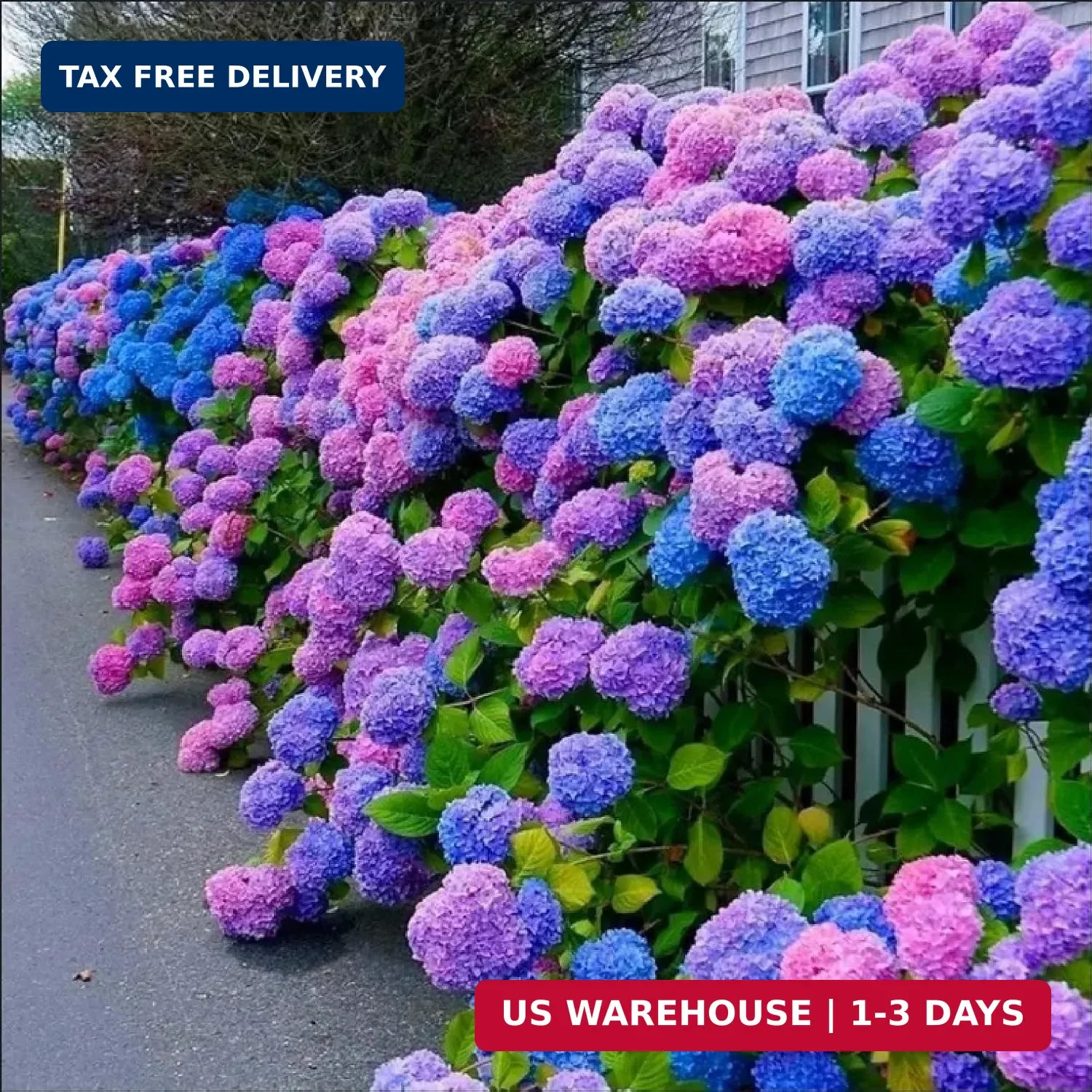 35pcs Blue Pink Purple Hydrangea Seeds – Stunning Perennial Flowers for Colorful