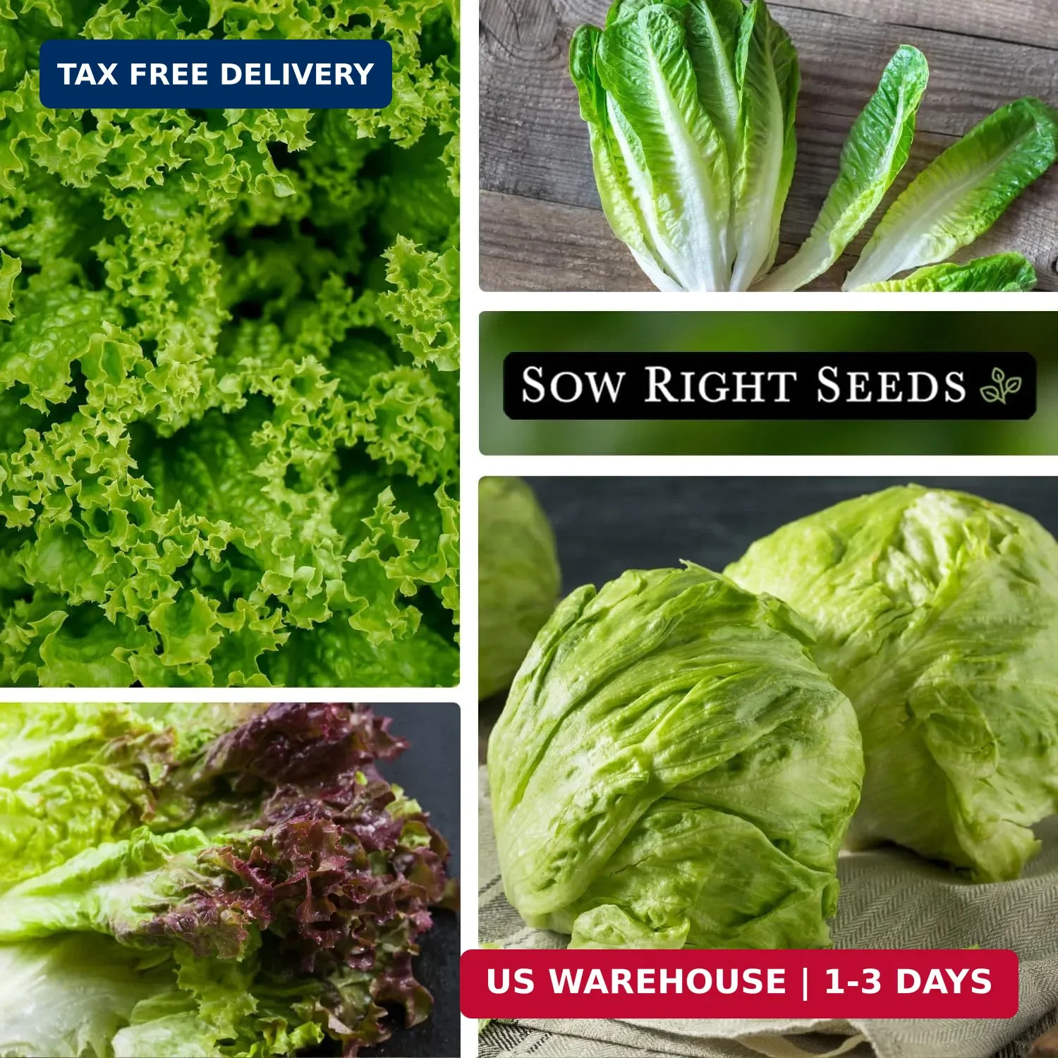 Sow Right Seeds – Large Lettuce Seed Collection for Planting – Buttercrunch, Jer