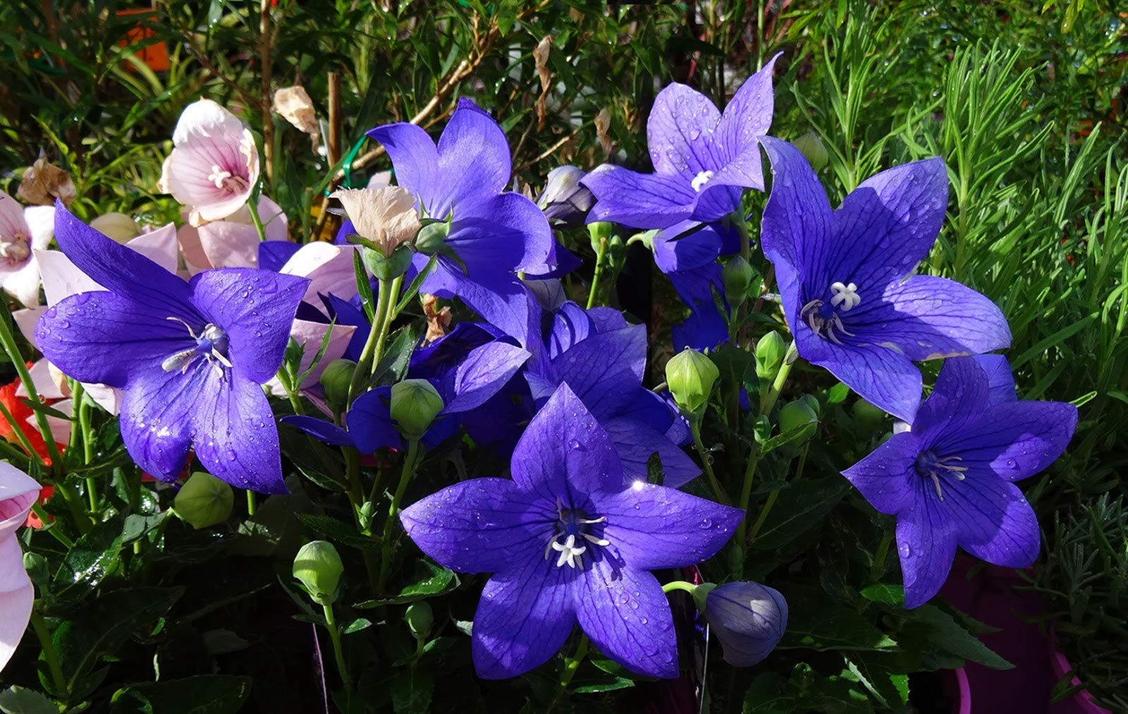 Seeds Balloon Flower Mix (Platycodon Chinese) Perennial Flowers