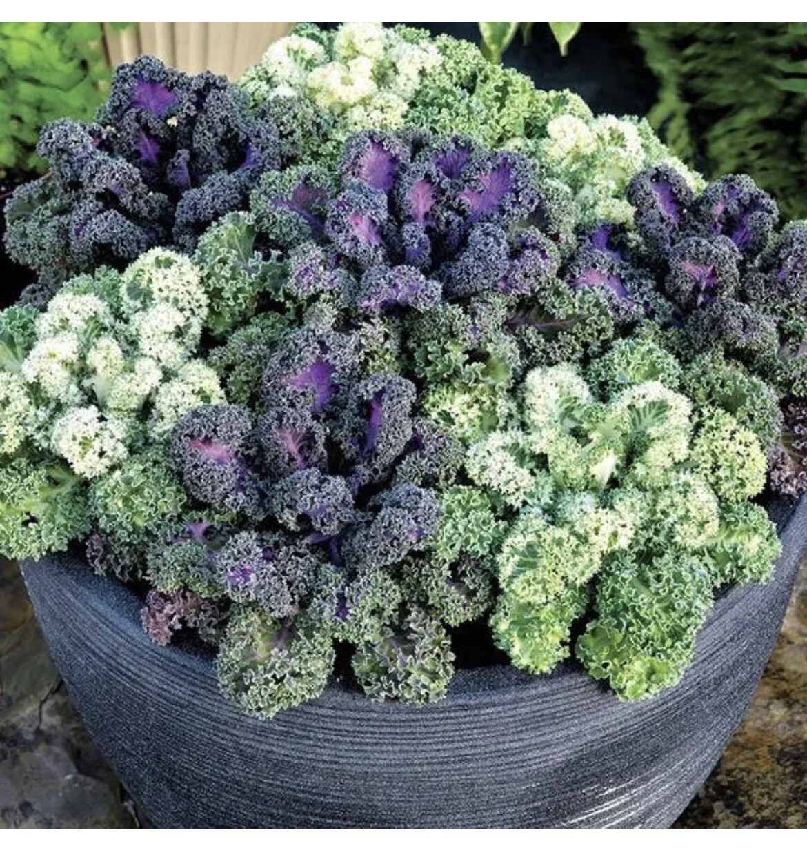 0.1gr Seeds Flowering Kale Ornamental Cabbage Large-Leaved Mix Bap Cai Nhieu Mau