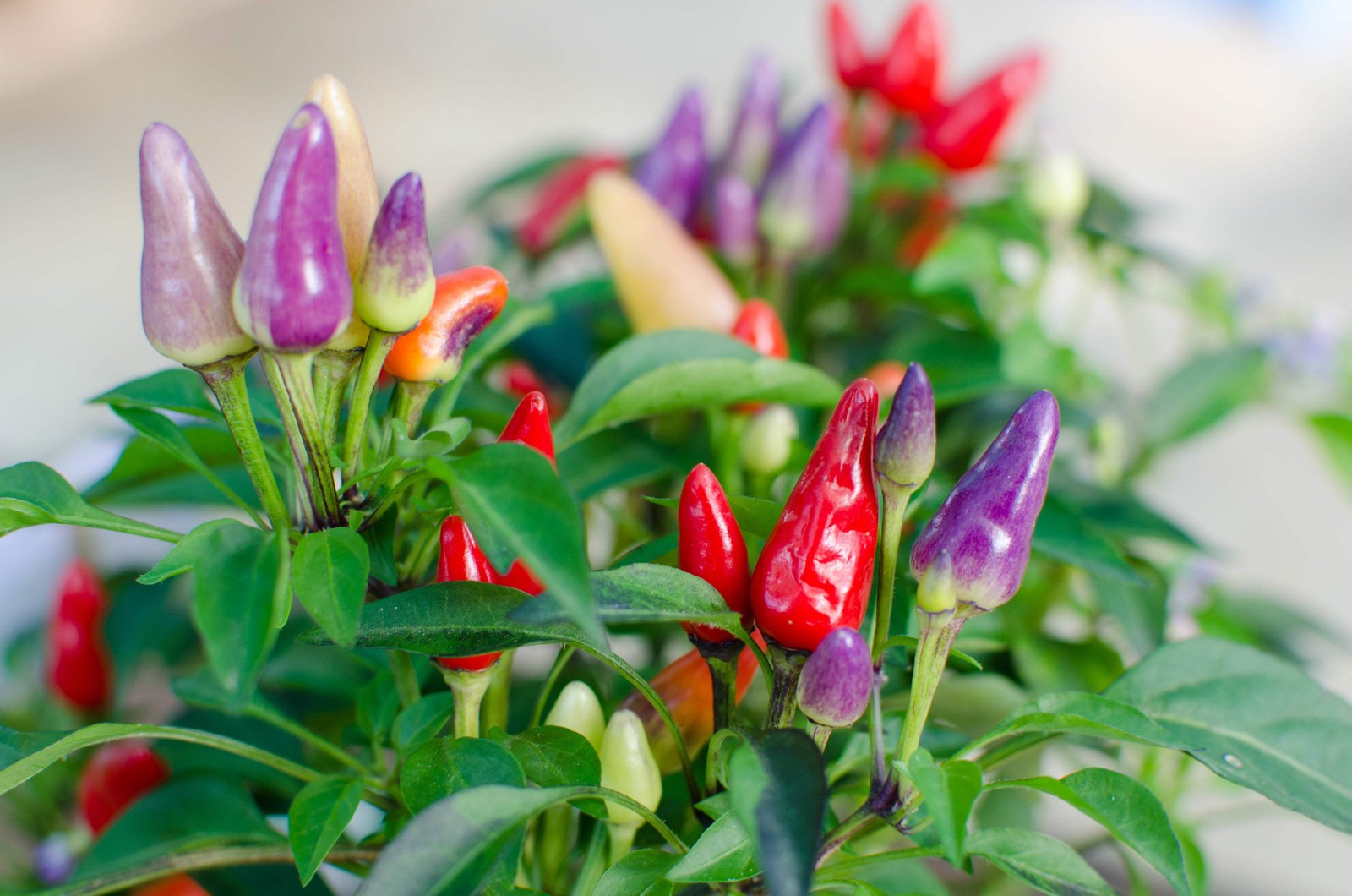 1000 Pcs Five Color Pepper Seeds Ornamental Hot Chili Heirloom Vegetable Garden
