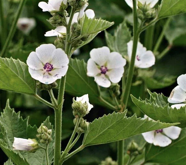 100+ Marshmallow Seeds – Althea officinalis || NON-GMO || USA FREE SHIP