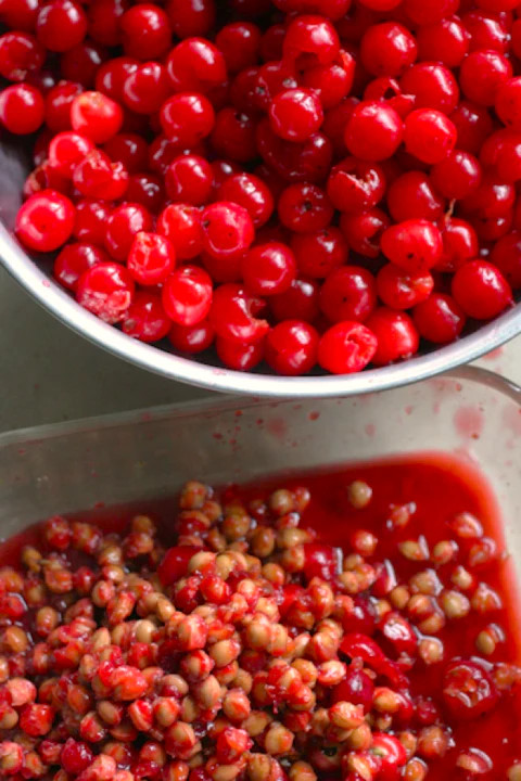 Mazzard Cherry Tree Seeds |Alkavo Sweet Red Cherries Fragrant 2024 Fast Shipping
