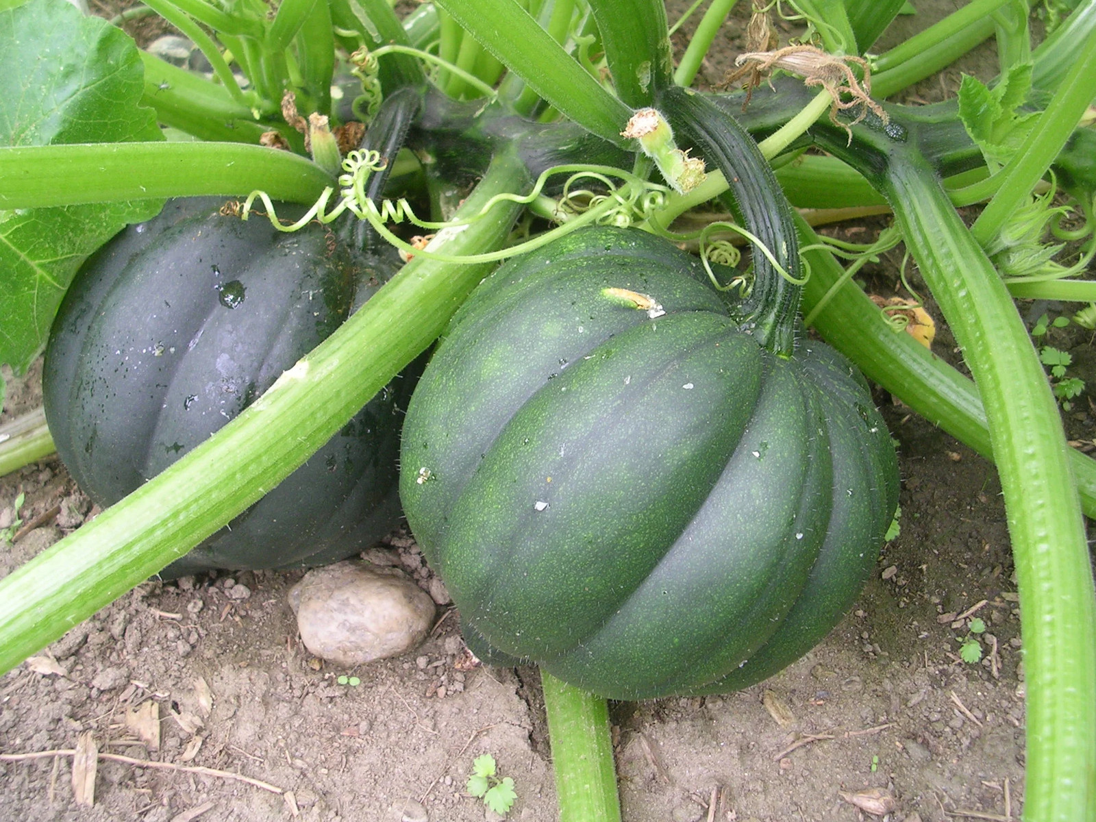 Table King Bush Acorn Squash Seeds | AAS Winner Winter Fall Pumpkin Seed 2024