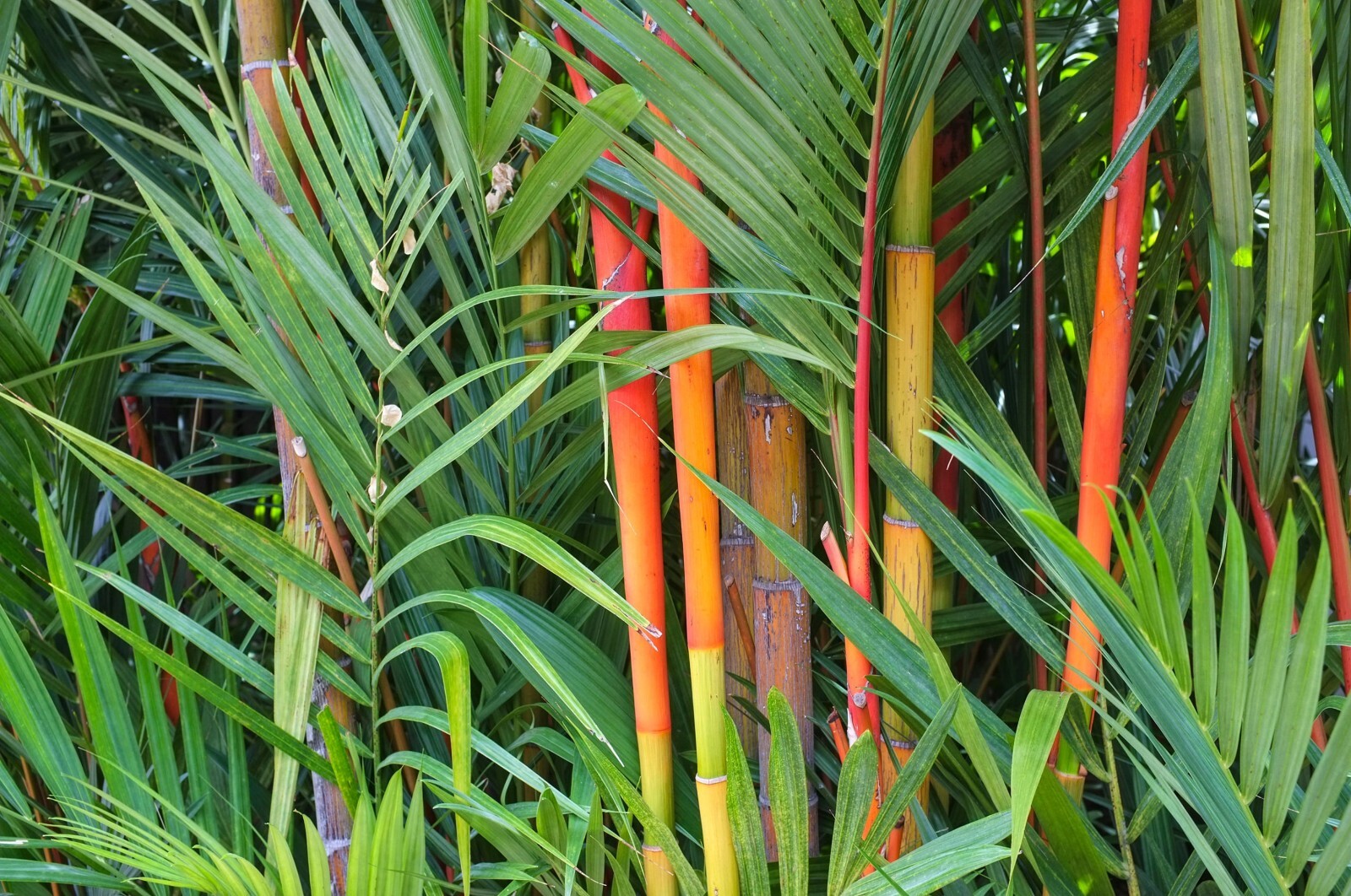100 Red Dragon Bamboo Seeds Perennial Ornamental Seed PrivacyUS SELLER