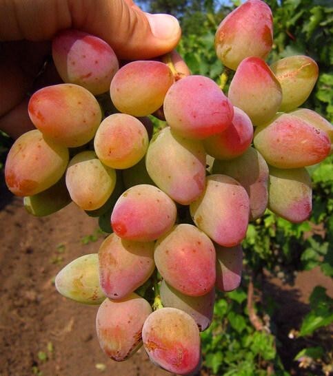 ALADDIN Grape Vine – 3 cuttings , no roots- imported