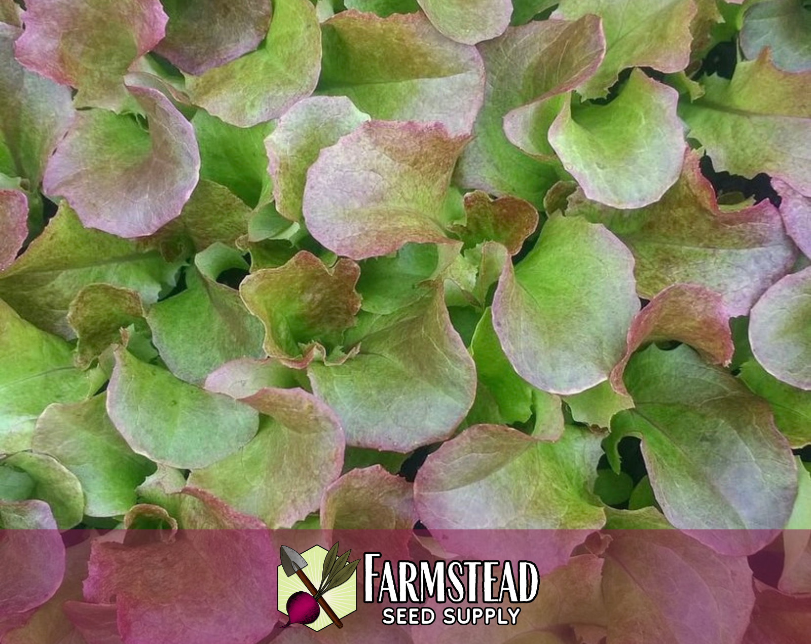 5000+ Lettuce Seeds [Prizehead] Vegetable Gardening, Heirloom, Non-GMO, USA