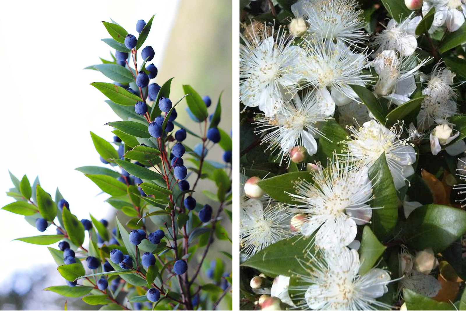 20 TRUE MYRTLE Myrtus Communis White Flower Edible Blue Berry Fruit Shrub Seeds