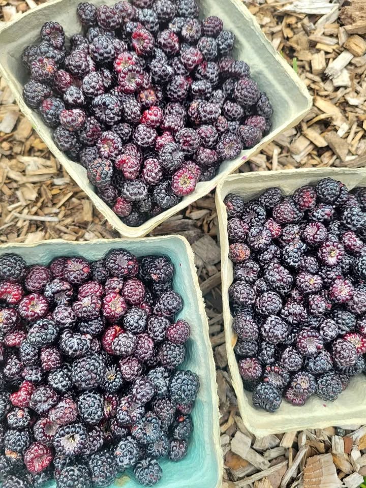 Wild Black Raspberry Bush Seeds