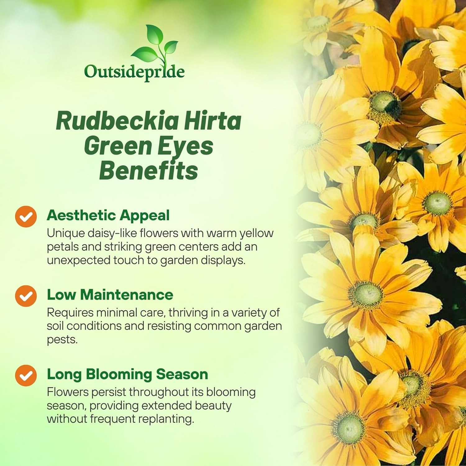 10000 Seeds Rudbeckia Hirta Drought Resistant Green Eyes Rudbeckia Flower Seed
