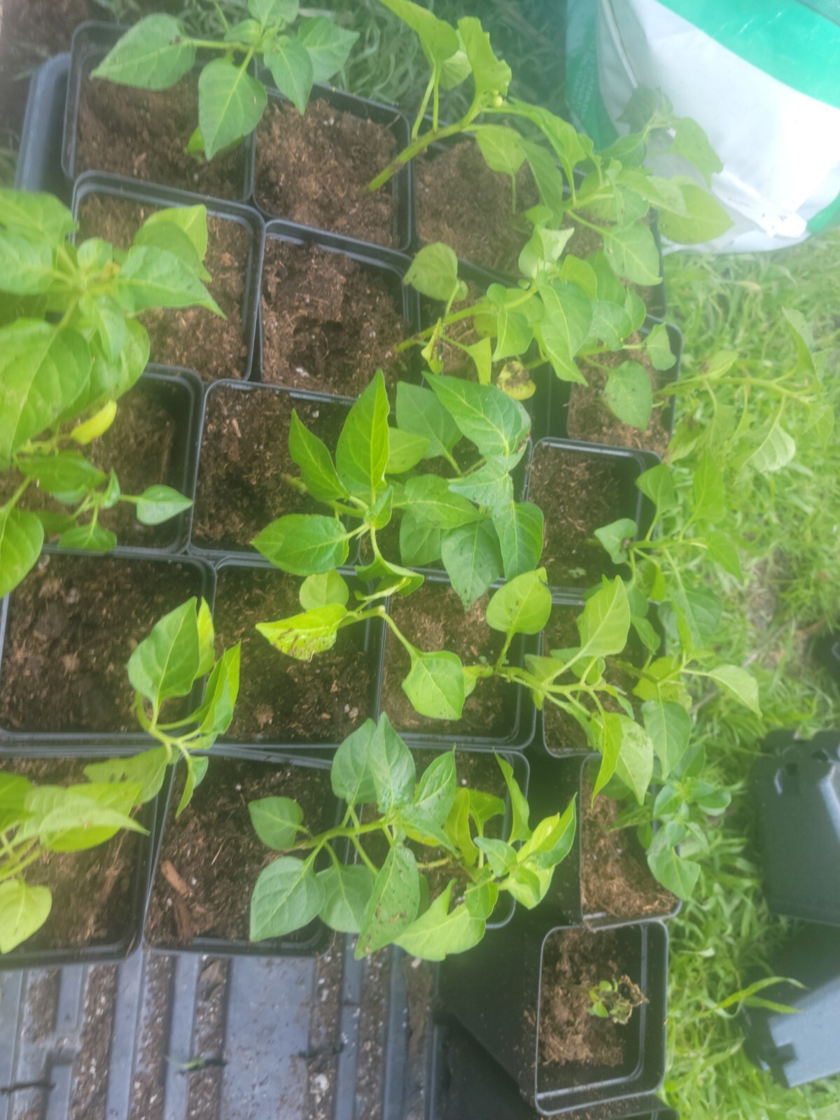3 Tabasco peppers HEIRLOOM plants plants, ,100% Organic,grown USA