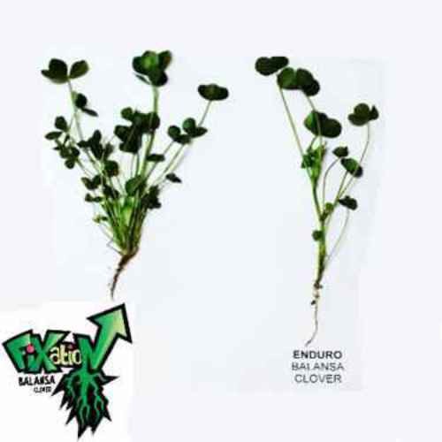 50 LBS – Inoculated FIXatioN Balansa Clover: Bio-Massive Drought Tolerant
