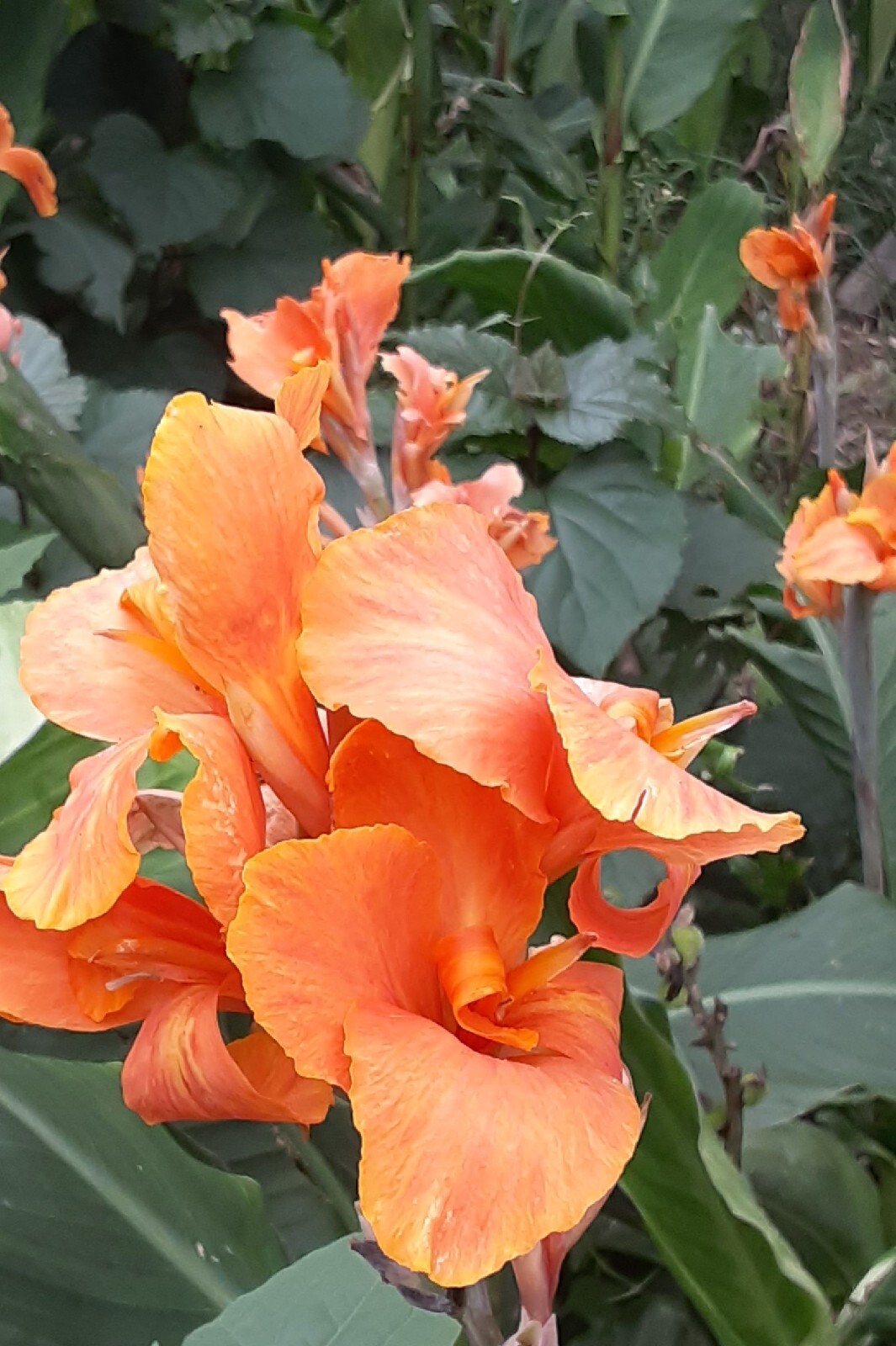 Sunrise Canna Lilly Bulbs (2 Count)