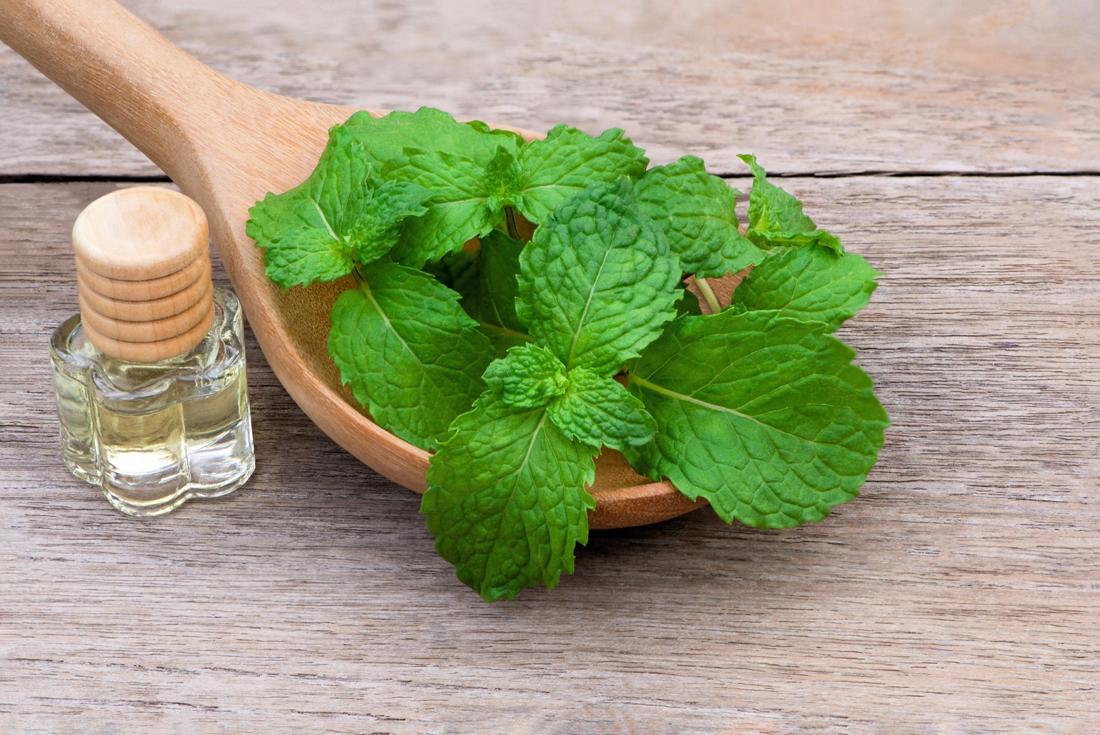 500 SPEARMINT (English Mint) Mentha Spicata Herb Flower Seeds