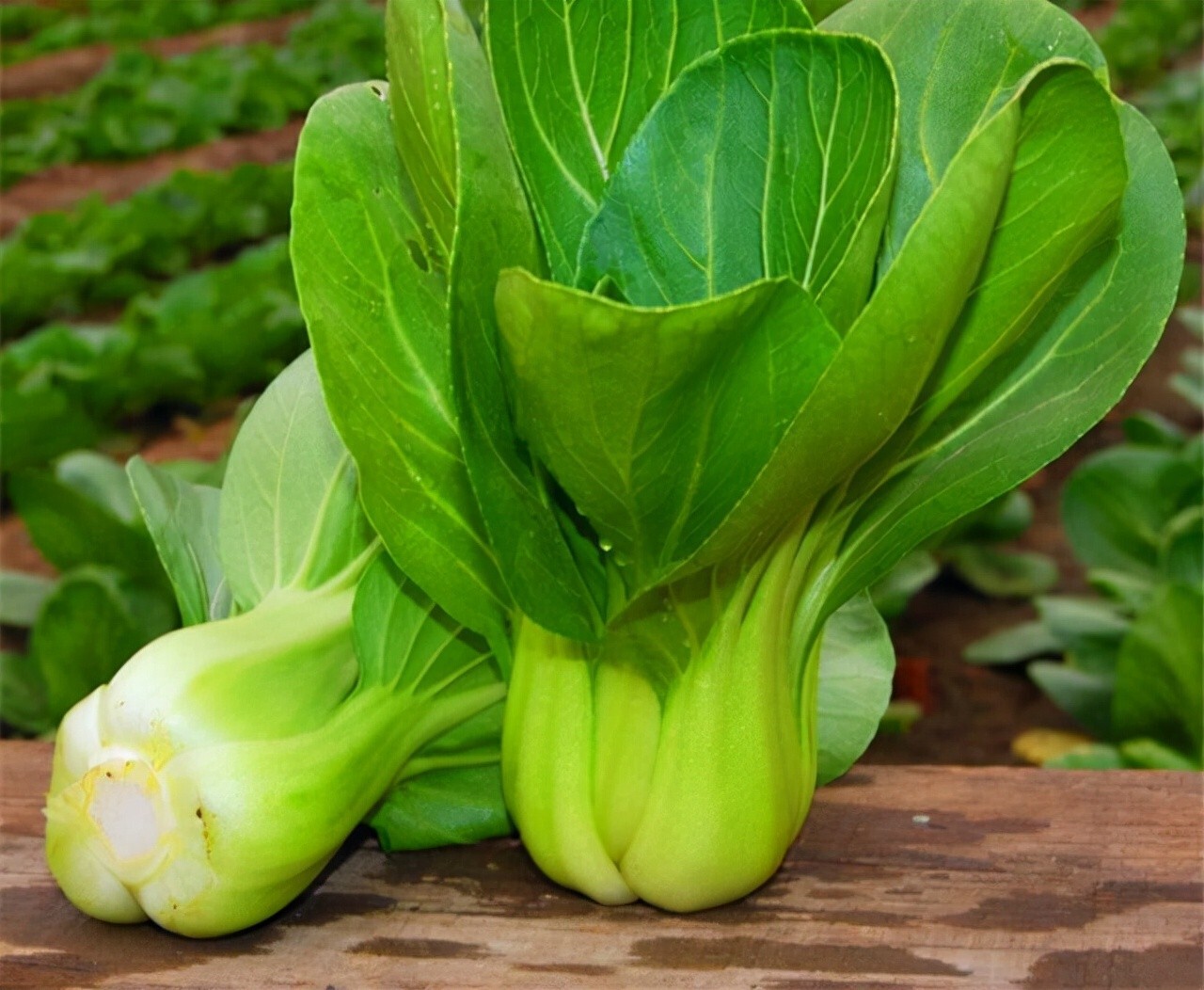 1500 + BABY PAK CHOI Bok Choy Chinese Cabbage Seeds USA Seller!! FREE SHIPPING!