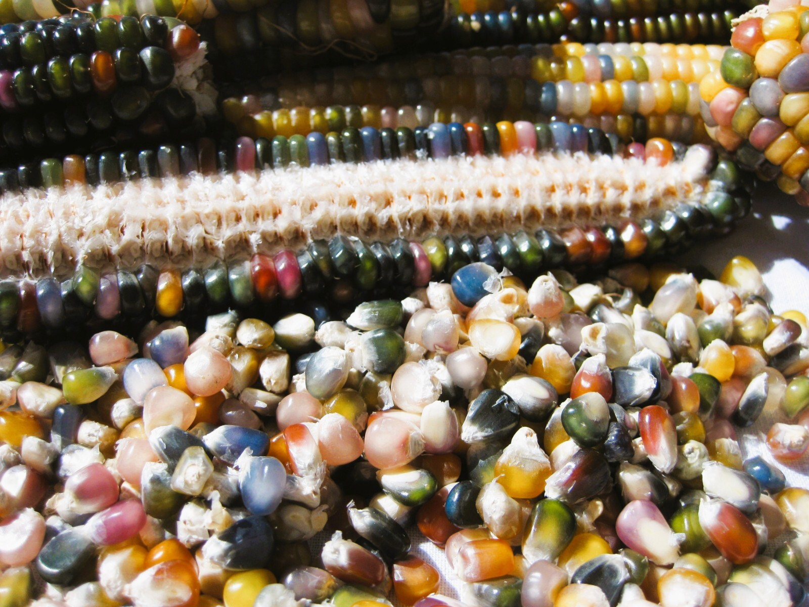 Glass Gem Corn Seeds Organic 200+ USA Grown