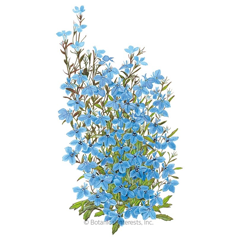 Lobelia Cambridge Blue seeds 100 seeds