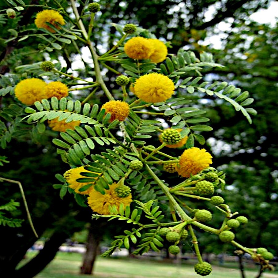 10 SWEET ACACIA Mimosa Tree Seeds (Acacia farnesiana) Wattle Flower Fast Growing
